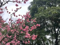 -无锡梅园公园