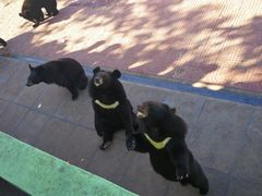 -西霞口神雕山野生动物世界