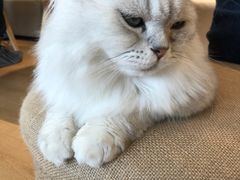 -猫腻·猫咖·撸猫馆(星光大道店)