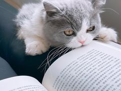 -猫大福·Fortune Cat猫舍(百子湾店)