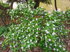 -广西壮族自治区药用植物园