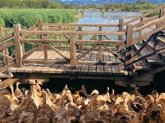 -野鸭湖国家湿地公园