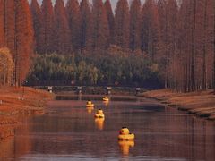 -黄海国家森林公园