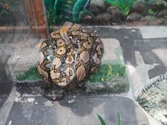 -上海大自然野生昆虫馆