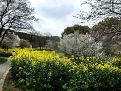 -苏州上方山国家森林公园