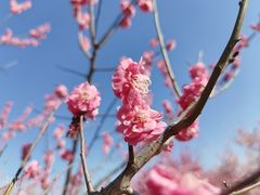 -蜀冈西峰生态公园