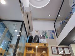 -袖虎宠物·金渐层缅因猫舍(灵芝店)