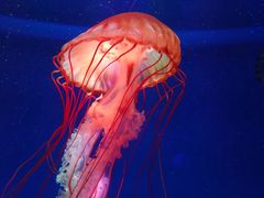 -海合安成都极地海洋公园