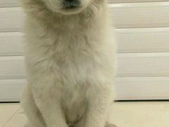 -芭比堂动物医院·犬猫全科·异宠专科(雁塔分院)