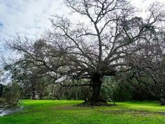 -墨尔本皇家植物园