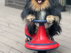 -百好乐宠物友好餐厅(朝外大街店)