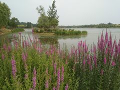 -东郊湿地公园