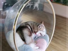 -Husky Go! 哈士奇体验馆·宠物咖啡厅狗咖