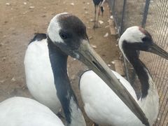 -盐城丹顶鹤湿地生态旅游区