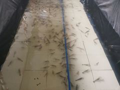 -小象钓虾·营地烧烤(洛溪店)