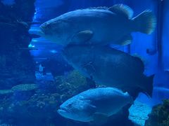-上海海昌海洋公园