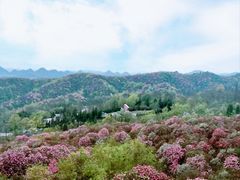 -贵州百里杜鹃风景名胜区