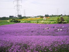 -紫颐香薰山谷景区