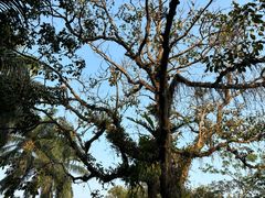 -西双版纳傣族园