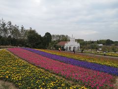 -杭州湾海上花田景区