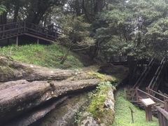 -阿里山神木遗迹