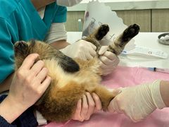-北京观赏动物医院·24小时大型综合·猫专科·异宠专科