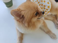 -怪兽屋·羊驼·猫咖·狗咖(俊华广场店)