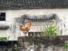 -石台牯牛降景区