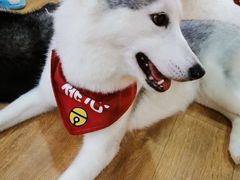 -Husky Go! 哈士奇体验馆·宠物咖啡厅狗咖