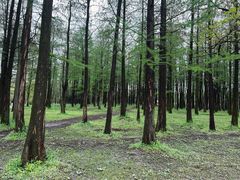 -上海共青森林公园