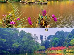 -深圳仙湖植物园