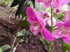 兰花展9/9-沈阳植物园