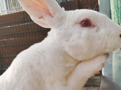 -羊亭河湿地公园