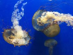 -烟台海昌鲸鲨海洋公园