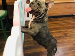 -柯斗斗主题餐厅·狗咖·围炉煮茶·茶饮(国瑞升平里店)