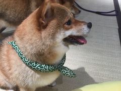 -逗柴咖啡屋·狗咖猫咖宠物桌游