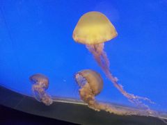 -上海海洋水族馆