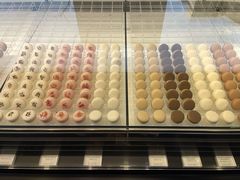 -BLACKSWAN黑天鹅(环球店)