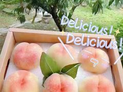 -老袁家蜜桃农场·阳山水蜜桃