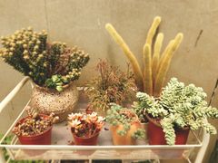 -边渡咖啡烘焙店(昙华林店)