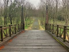 -上海海湾国家森林公园