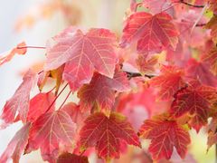 -吴淞炮台湾湿地森林公园烧烤区