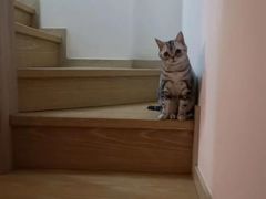 -喜多萌中农锦绣动物医院24H·猫科·牙科MRI·CT