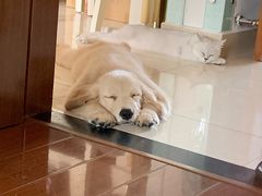 -翊宠yipet猫狗购宠庄园犬舍•猫舍