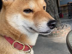 -柴犬高等学院·狗咖·柴犬售卖·宠物训练