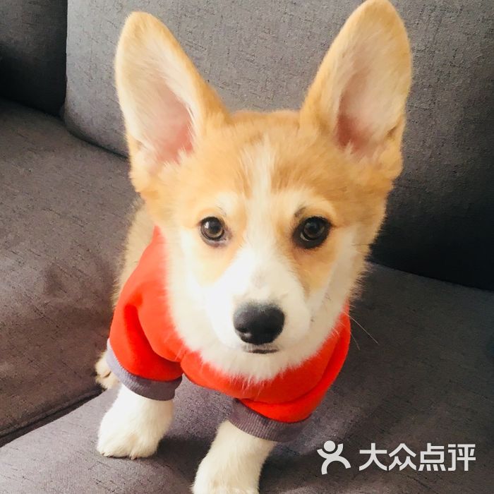 麦萌宠物图片-北京宠物店-大众点评网