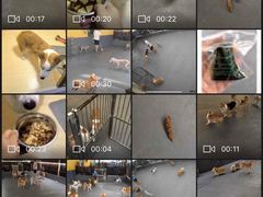 -宠物之家Pets Home 宠物寄养酒店