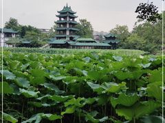 -桂湖森林公园