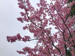 -顾村公园