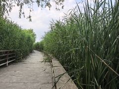 -绿堤公园